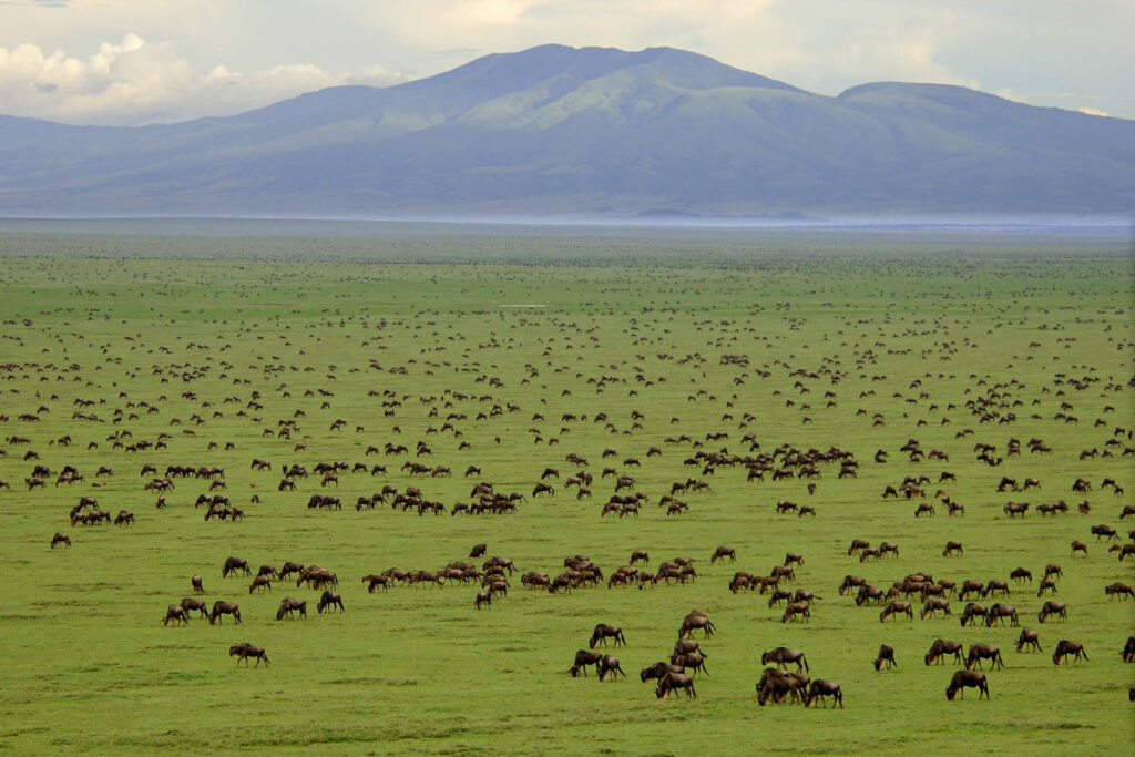 11-Day Great Wildebeest Migration Safari